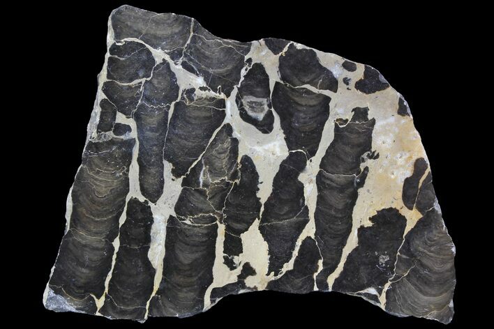Polished Stromatolite (Boxonia) From Australia - Million Years #92873